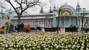 Тюльпаны в Пятигорске. Парк Цветник