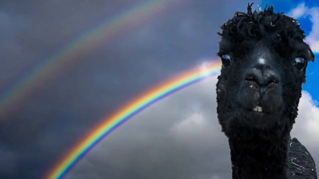 What a Wonderful World - Alpaca Style смотреть онлайн