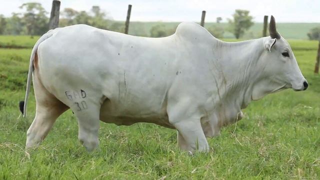 LOTE 7 GAD 30 смотреть онлайн