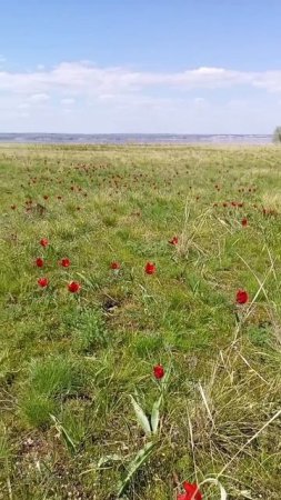 Тюльпаны Волгоградских степей.