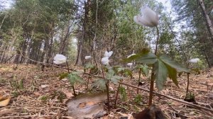 Подснежники