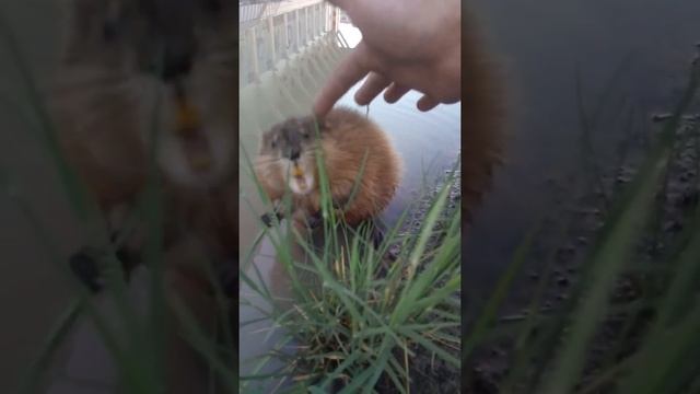 Andatra смотреть онлайн