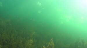Подводная охота в Азовмком море на пеленгаса