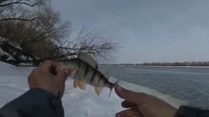 Окунь раннею весной! Класс!