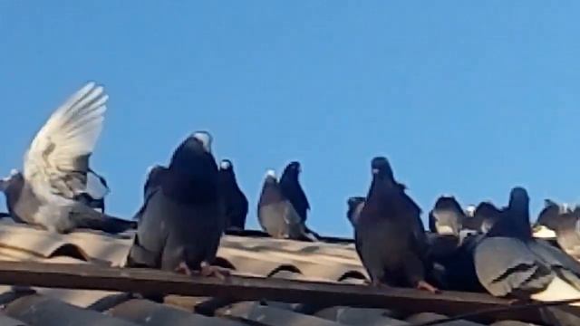 Курские! Ветер наш. смотреть онлайн