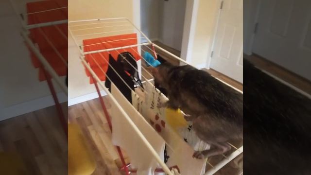 Lykoi cat werewolf Grimalkin смотреть онлайн