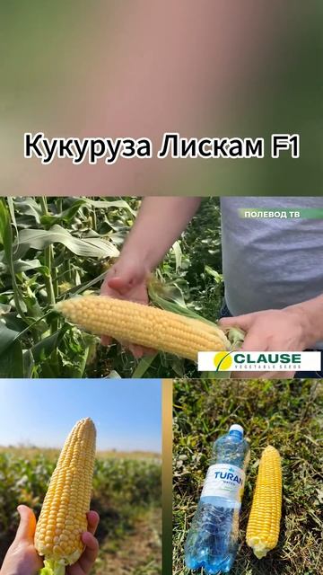 Кукуруза Лискам F1! Самая ранняя кукуруза!!! #short #shorts #кукуруза #семена смотреть онлайн