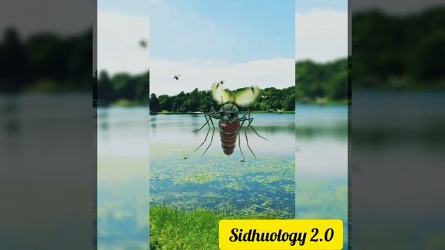 একটি মশার আত্মকথা || mosquito comedy || Sidhuology 2.0 смотреть онлайн