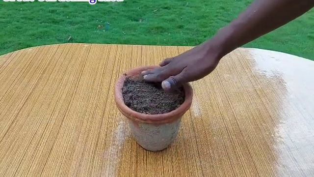 How to grow Tulsi plant at Home смотреть онлайн