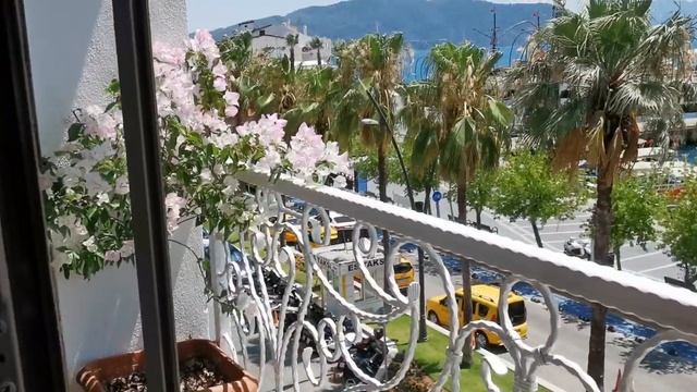 Высиживают птенцов в цветочной кадке. смотреть онлайн