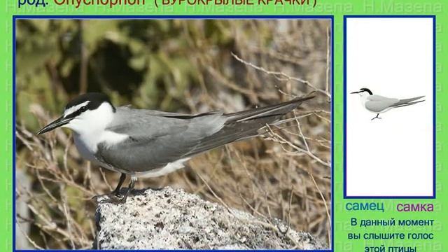 Крачка бурокрылая. 5 часть. Голоса птиц смотреть онлайн