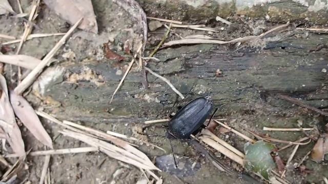 ノコギリカミキリ Prionus insularis смотреть онлайн