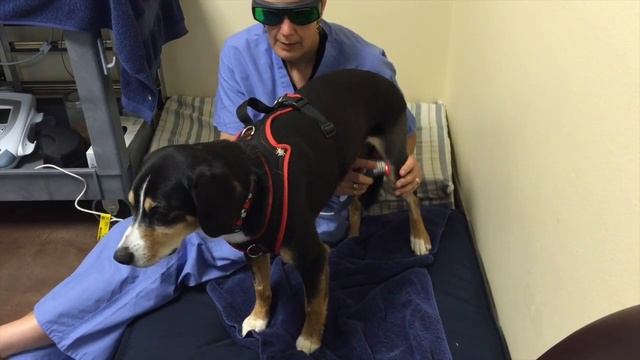 Inga - TPLO 2 - Laser - Day 12 Post-op - 9-22-15