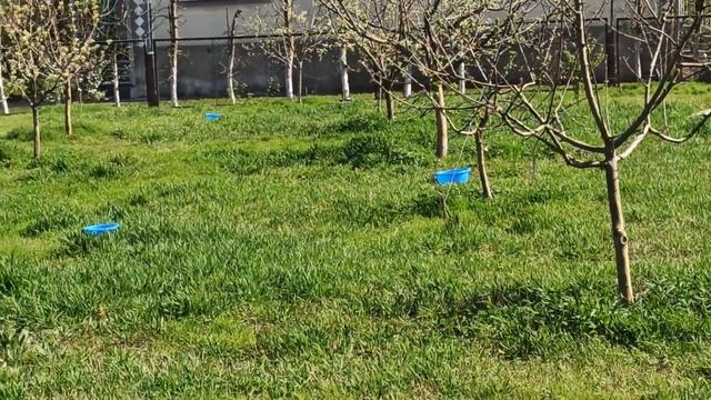 Алёнка мохнатая - жук цветоед. смотреть онлайн