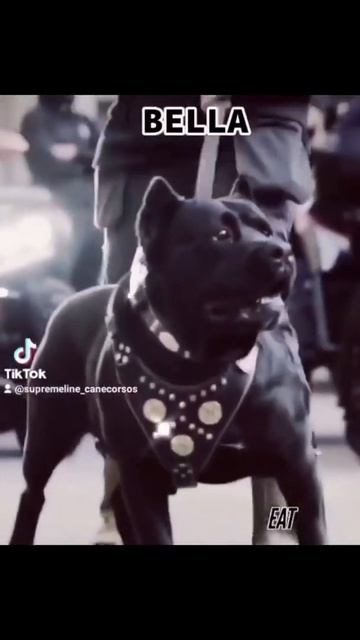 Bestia Maximus Leather Dog Collar смотреть онлайн