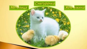 Необычные клички для котов