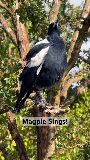 Magpie Singing and Unbelievable Balancing Act! 🎶🤯 #beamazed #magpie #sound