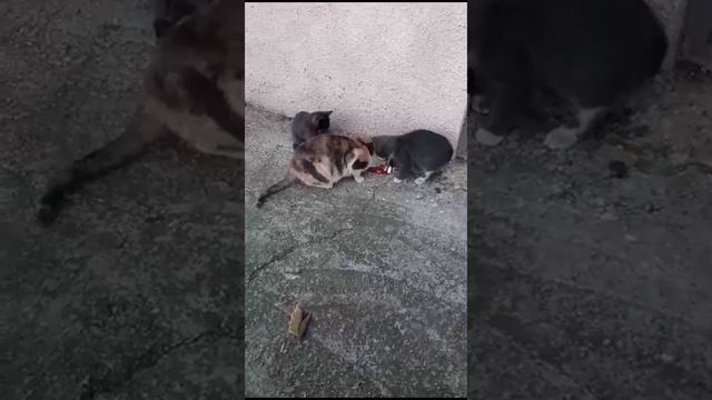 Пока серенькие котята кушают, Кошка-мать отвечает за их безопасность смотреть онлайн