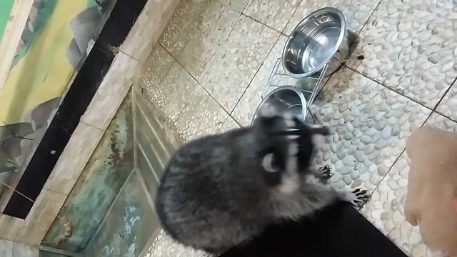 Еноты кушаю, такие милахи смотреть онлайн