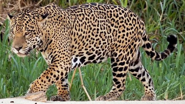 Jaguar Sound Effects 🐆 🔊 смотреть онлайн