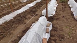 Укрыл виноград спанбондом от морозов. Ленинградская область , Киришский район.