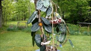 Hoya megalaster - The Tour.wmv