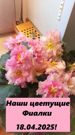 Наши цветущие Фиалки 18.04.2025!