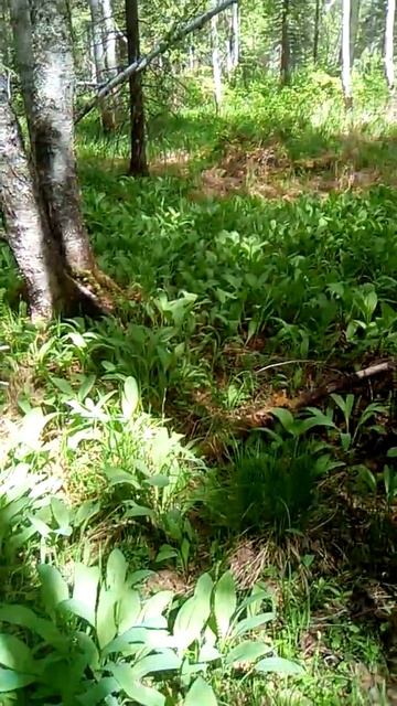 Так ростет черемша (Сибирь) смотреть онлайн