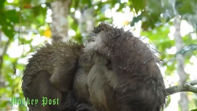 Timo and Tima got cool during raining / Monkey post смотреть онлайн