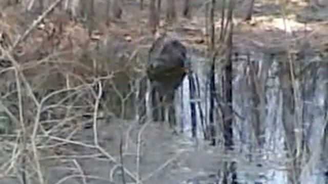 Бобр смотреть онлайн