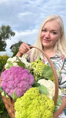 377. Рассада цветной капусты