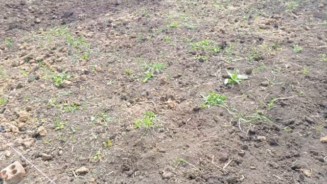 Апрелька во всей красе. Обзор моего сада и огорода.