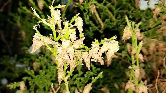 Yarden drama: worms eating my arborvitae trees смотреть онлайн
