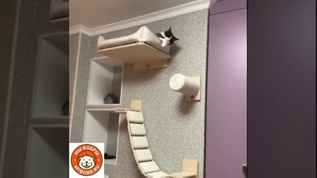 Залипательный котодром)))