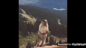 Суслик орёт