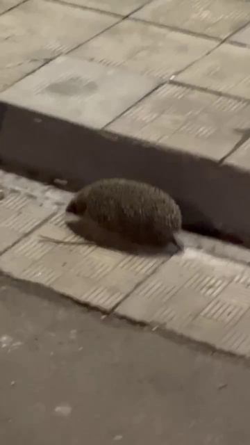 Жители продолжают присылать видео ежей и других животных, которые бегут с Крылатских холмов