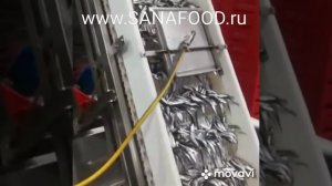 Переработка рыбы. Как и куда попадает рыба из трала