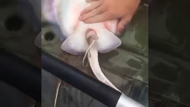 Появление скатов на свет