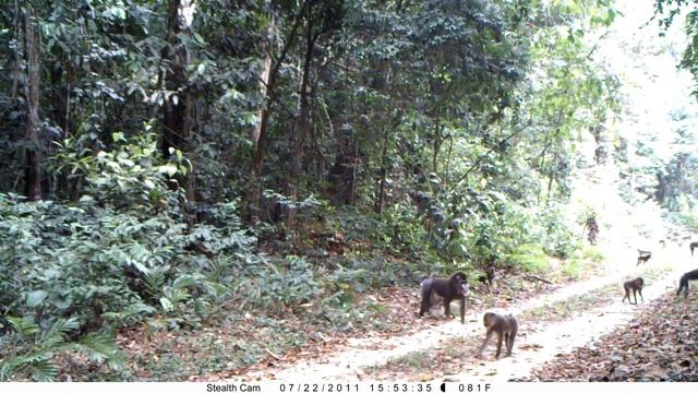 To mate non-dominant mandrill males, must take the opportunity of a decrease in alpha male control