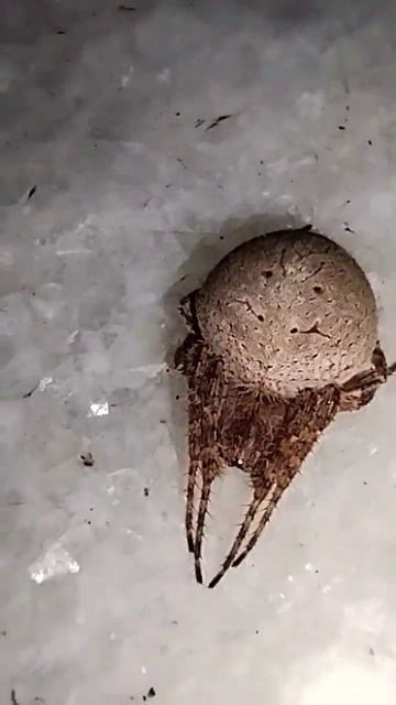 Tarentula,#mostviralvideo#viralshorts #macro #photography #spider after over eating смотреть онлайн