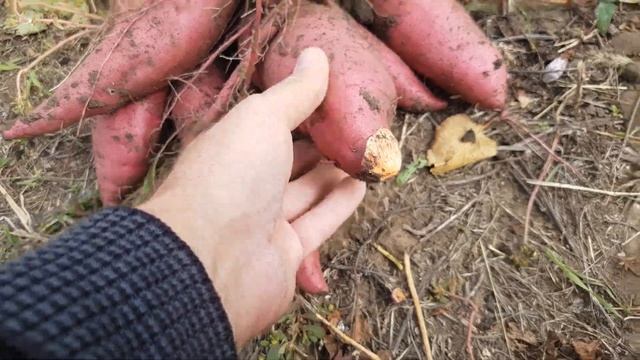 батат 2022 смотреть онлайн