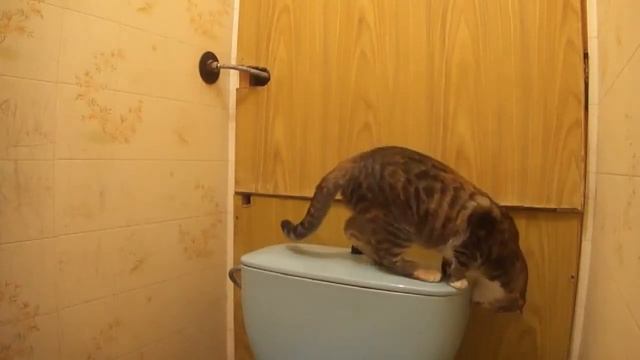 Всё правильно, посцал и смыл)) Очень умный кот! смотреть онлайн