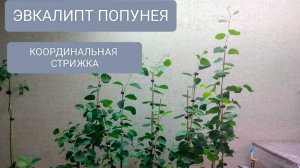 🔴КООРДИНАЛЬНАЯ СТРИЖКА ЭВКАЛИПТА ПОПУНЕЯ.