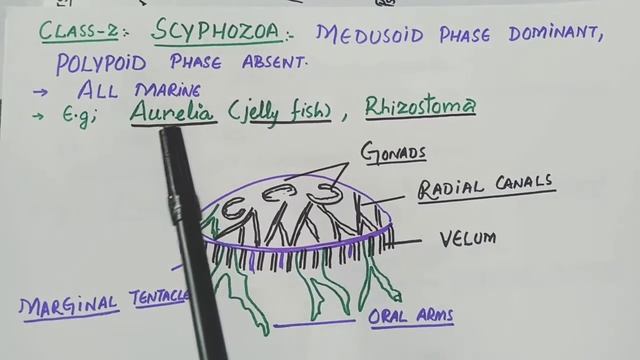 CLASSIFICATION OF PHYLUM COELENTRATA смотреть онлайн