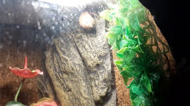 Caribbean Hermit Crab (Coenobita clypeatus) смотреть онлайн