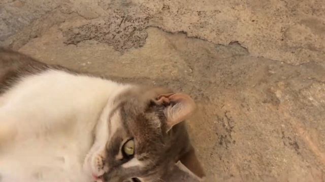 Милый Греческий котик играется😀😊 смотреть онлайн