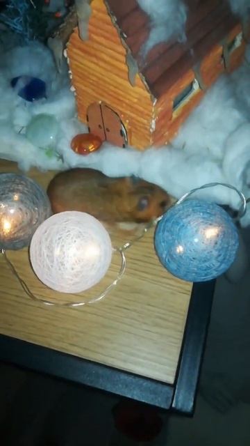 Приключения #нг#праздник #хомяк #сириец #развлечения #игра#hamster#люблю # домашниеживотные смотреть онлайн