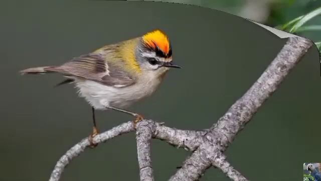 Голоса птиц: красноголовый королёк смотреть онлайн