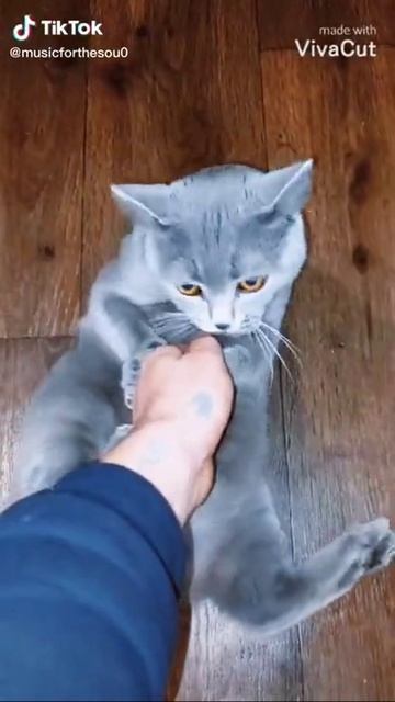 Кот Тоом !!! Ещё раз так сделаешь я тебе руку сломаю коза.Shorts