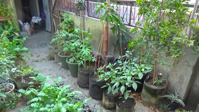 Tropical Plan смотреть онлайн